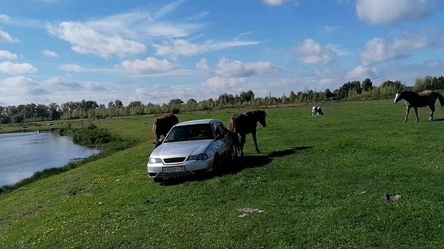 Встретил в лесу коня, а потом наблюдал, как животные облюбовали автомобиль смотреть онлайн