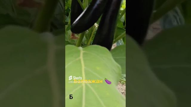 баклажаны 🍆 поспевают