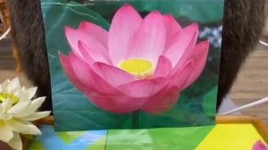 Команда «Зелёные ладошки» ,город Лесозаводск. Экскурсия на озеро «Гончарова», МДОБУ Д/с 13 ЛГО