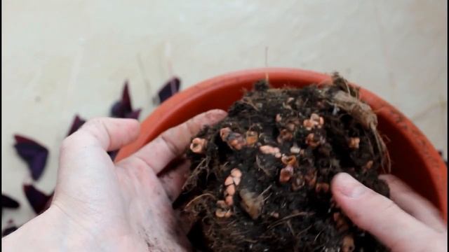 Пересадка Кислицы.