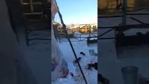 Подворный убой скота