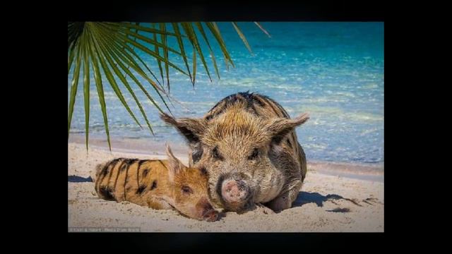 Свинки, которым живется лучше, чем многим из нас. Топ животные смотреть онлайн