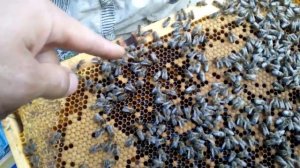 КАРНИКА Скленар.В гостях.