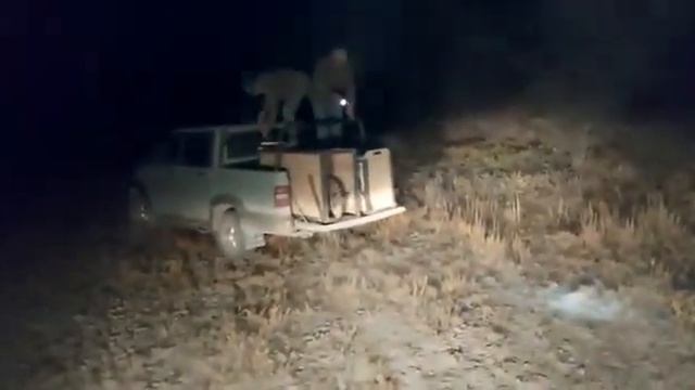 Расселение кабанов в охотничьих хозяйствах КООР ! смотреть онлайн