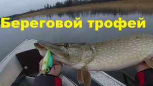 Как найти береговую щуку поздней осенью на Ладоге