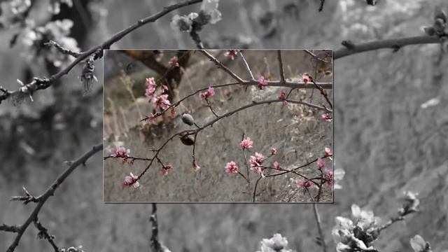 Цветущие сады Испании смотреть онлайн