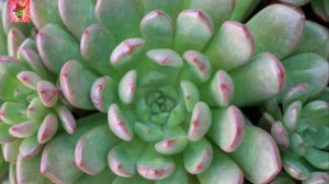 x Graptoveria, un género híbrido