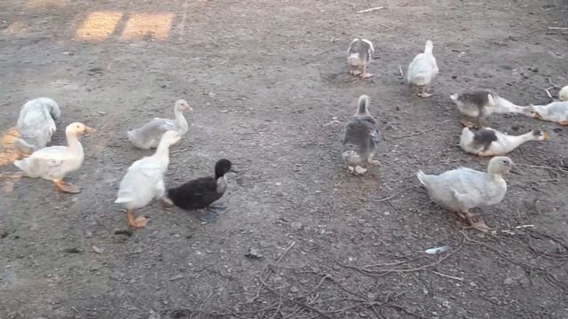 Отёк пазухи у гуся/Болезни гусей/Часть 2 смотреть онлайн