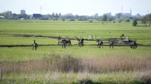 Friesian Horses at Dusk