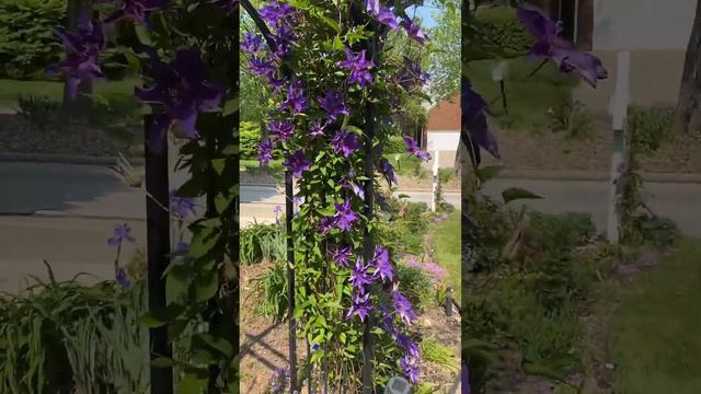 The President Clematis Zone 4-9