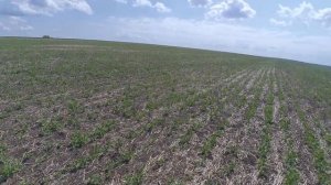 В какой фазе брызгаем зимующий горох по NO-TILL