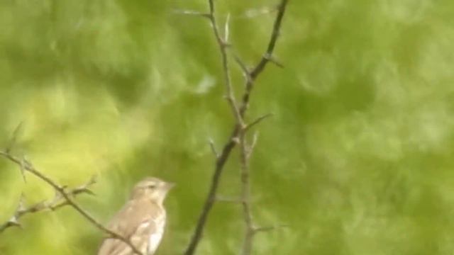 лесной конек смотреть онлайн