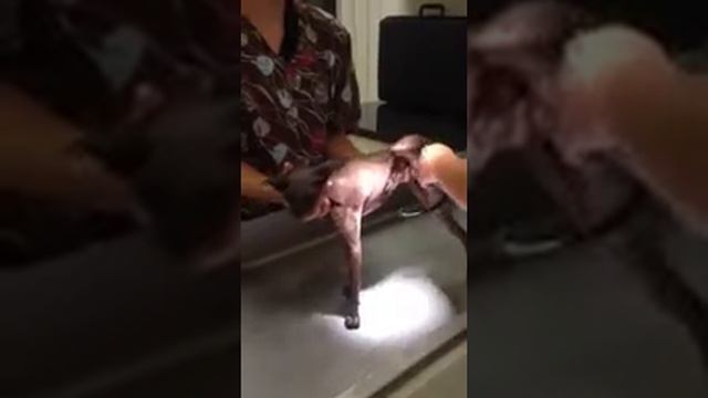 Lutik the Peterbald gets a bath! смотреть онлайн