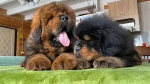 Тибетский мастиф. Щенки 2 месяца.