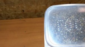 Быстрое вылупление коконов калифорнийского червя