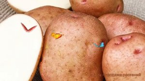 Картофель семенной Гранд (solanum tuberosum) ? обзор: как сажать, семенной картофель картофеля Гран