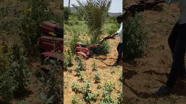 Honda FJ 500 for de weeding date palm orchards смотреть онлайн