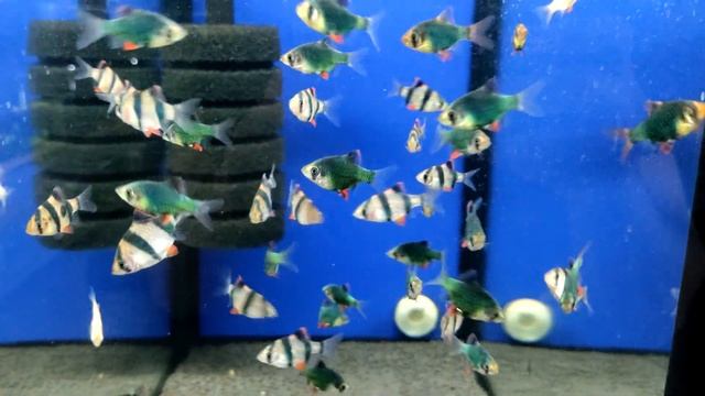 Анциструс: совместимость с другими рыбками - С кем лучше содержать смотреть онлайн