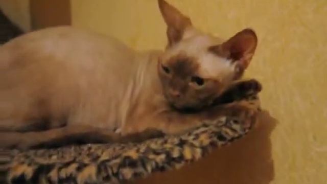 Devon Rex cinnamon смотреть онлайн