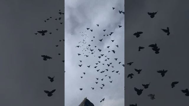 Голуби Жуки полёт . 27 января 2021 смотреть онлайн