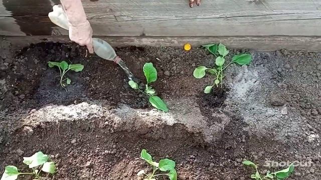 Решили посадить баклажаны, перец и помидору в парник по раньше смотреть онлайн