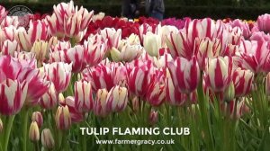 Tulip 'Flaming Club' - FarmerGracy.co.uk