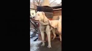 Годовалый #Азиат #алабай #собака #овчарка