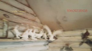 Голуби Иранские бойные пар парли.