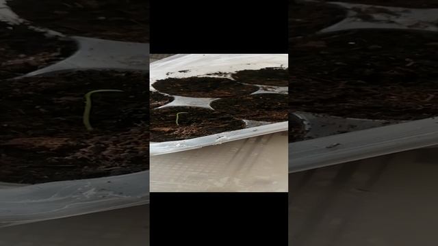 Пеннесетум из семян