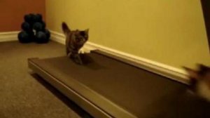 Кошки на беговой дорожке!