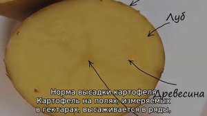 Сколько картофеля нужно для посадки на 1 сотку