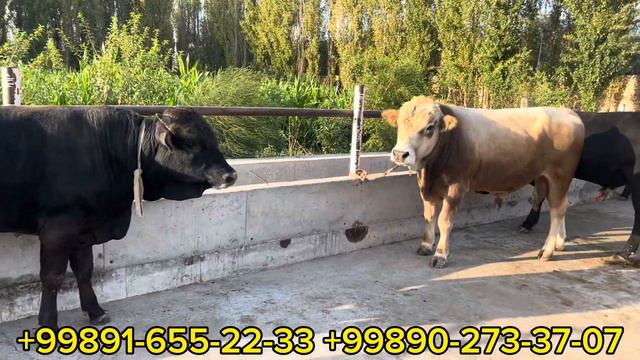 Jumong Yorvordi Qirg’izston To’kto’gul BUQALARI KELDI NARXLARI juda ZO’R смотреть онлайн