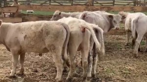 Продажа бычков Аулиекольской породы на племя