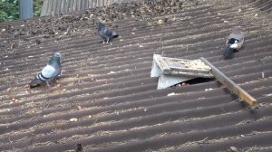 Сойка против голубей.