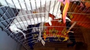 Как сделать своими руками клетку для крыс