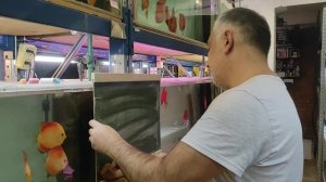 Схемы #Селекция и получение новых окрасов дискусов