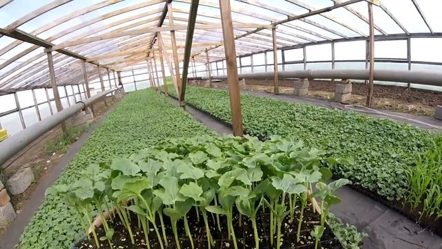 Посадка рассады арбуза 20 05 17 смотреть онлайн