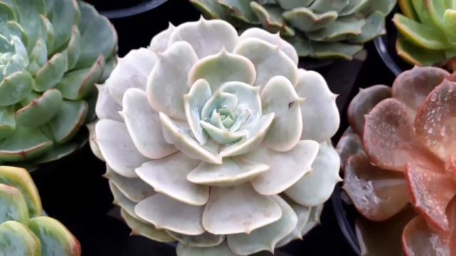 SUCULENTAS COM PRUÍNA + CHUVA ! Como faço ??! смотреть онлайн