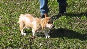 корги плавает  corgi swims