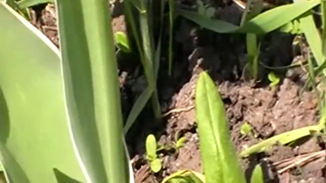ВЕСЕННИЕ ПЕРВОЦВЕТЫ.