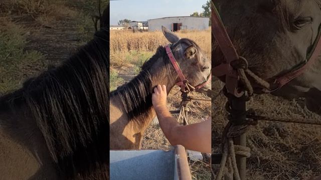 лечение лошади.опухла нога смотреть онлайн