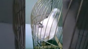 В попугая вселился демон