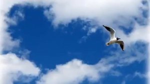 Милая моя   Гарик Кричевский wmv