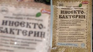 КАК БОРОТЬСЯ  С ДОЛГОНОСИКОМ ВЕСНОЙ . ЧЕМ ОБРАБОТАТЬ КЛУБНИКУ ОТ ДОЛГОНОСИКА  И ДРУГИХ ВРЕДИТЕЛЕЙ .
