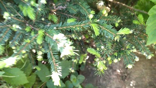 Декоративная, карликовая , сербская ель. " КАРЕЛ" смотреть онлайн