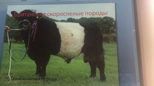 Разведение с.-х животных. Лекция 17. Конституция с.-х. животных различных видов и пород.