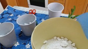 Орхидея Цимбидиум. Посадка псевдобульбы.Цветение через 3 года.Первые пол -года после посадки- тень.