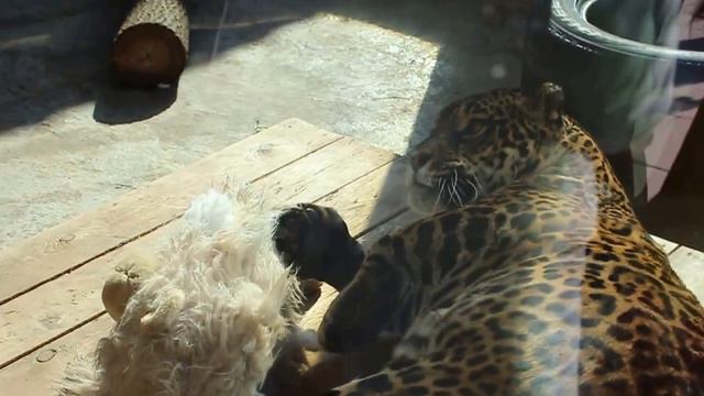 Ягуар и его любимая игрушка смотреть онлайн