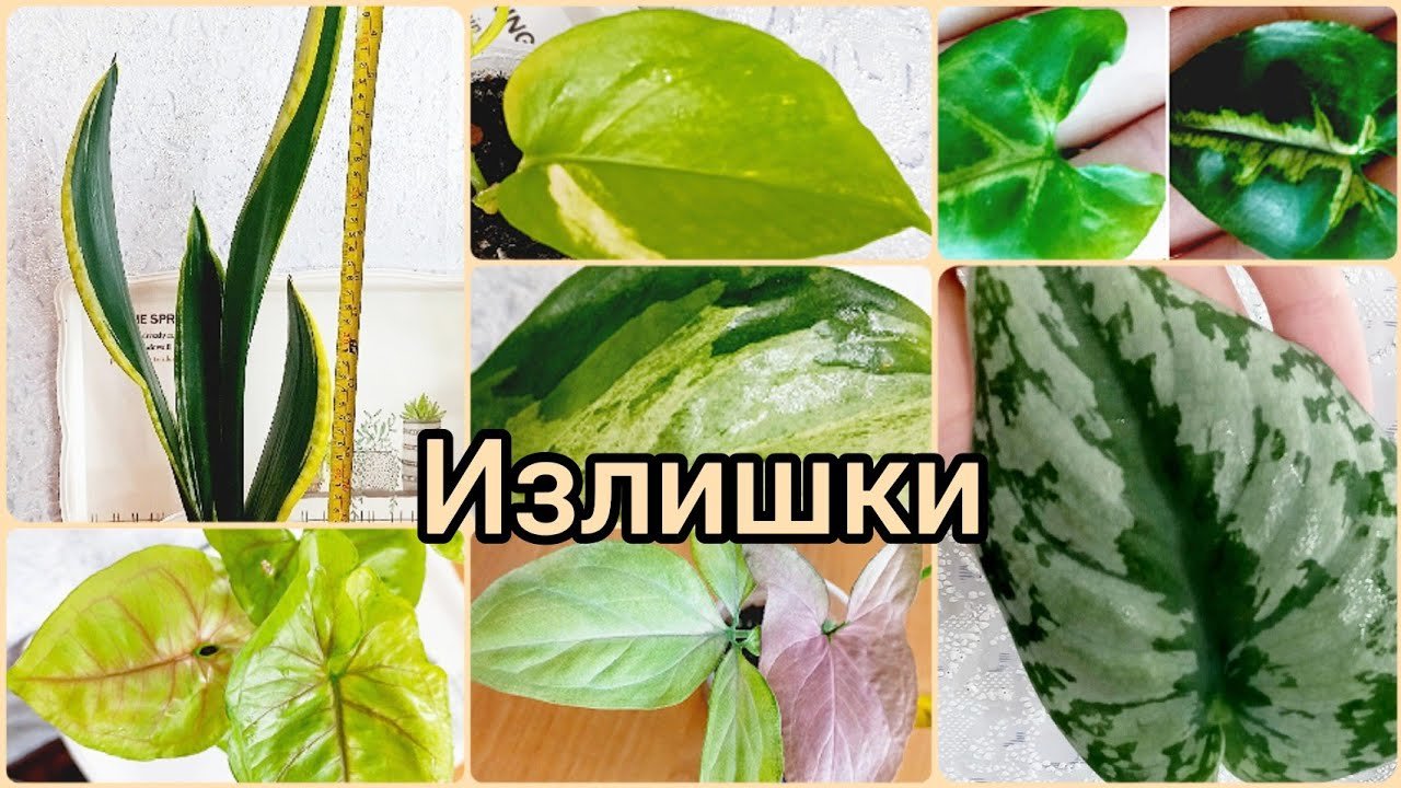 9.06.23 #Растения почтой?Сансевиерия?Сингониумы?Эпипремнумы?Сциндапсусы #Липецк #цветы #купить