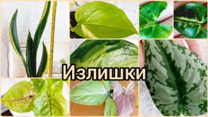 9.06.23 #Растения почтой?Сансевиерия?Сингониумы?Эпипремнумы?Сциндапсусы #Липецк #цветы #купить